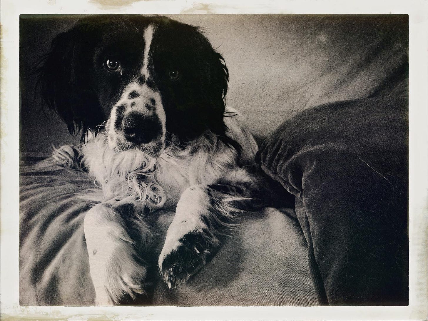 dog
