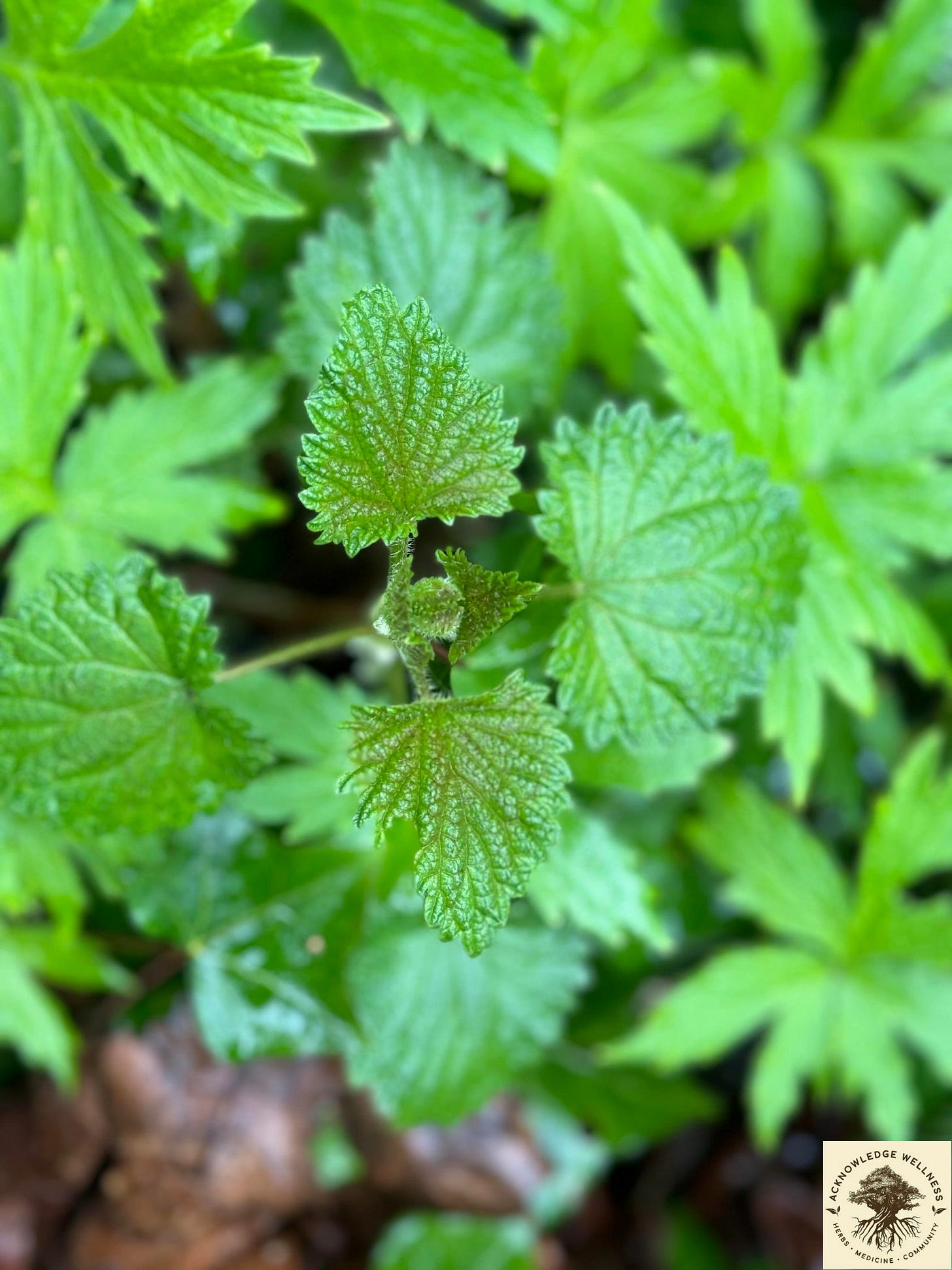 Photo of Nettles
