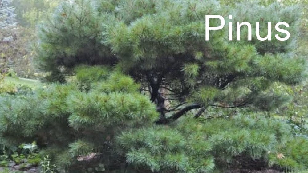 80-trees-shrubs 20.jpeg 80-trees-shrubs 20.jpeg