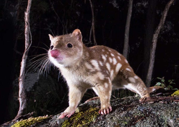 Bindy the Spot-tailed Quoll (Part One) Bindy the Spot-tailed Quoll (Part One)