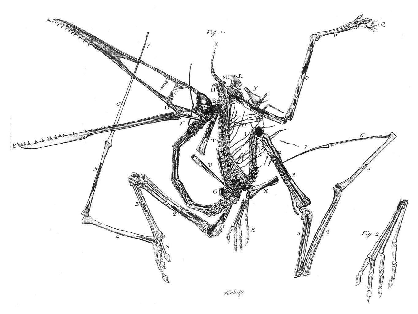 Original copper engraving of the P. antiquus holotype by Egid Verhelst II and published by Italian scientist Cosimo Alessandro Collini, 1784