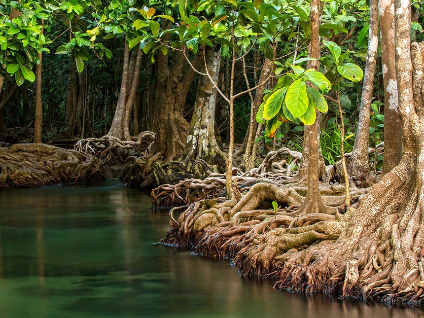 Mangroves and their role to ecology | Meer
