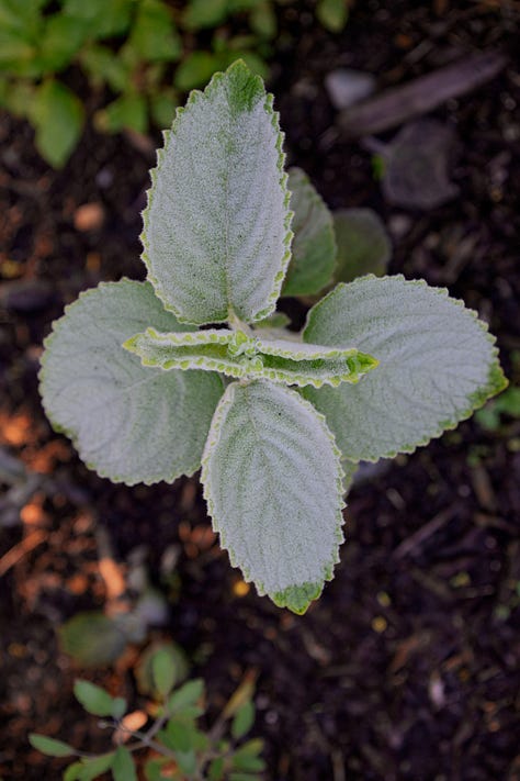 various herb plants in an herb garden