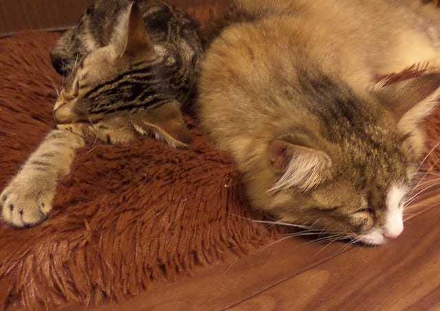 Cat Cafe Nanny Cat Cafe Nanny