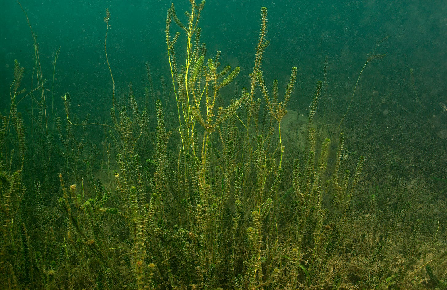 Hydrilla (Hydrilla verticillata) · iNaturalist