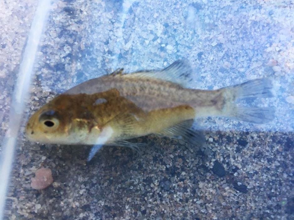 juvenile blue mountains perch juvenile blue mountains perch