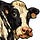 lolcownews