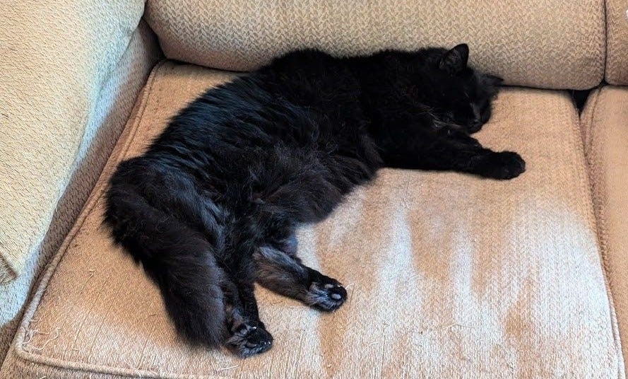 Rhiannon snoozes on a white sofa seat facing away from us. She's on her side and her long fluffy black tail rests by her back paws. Rhiannon snoozes on a white sofa seat facing away from us. She's on her side and her long fluffy black tail rests by her back paws.
