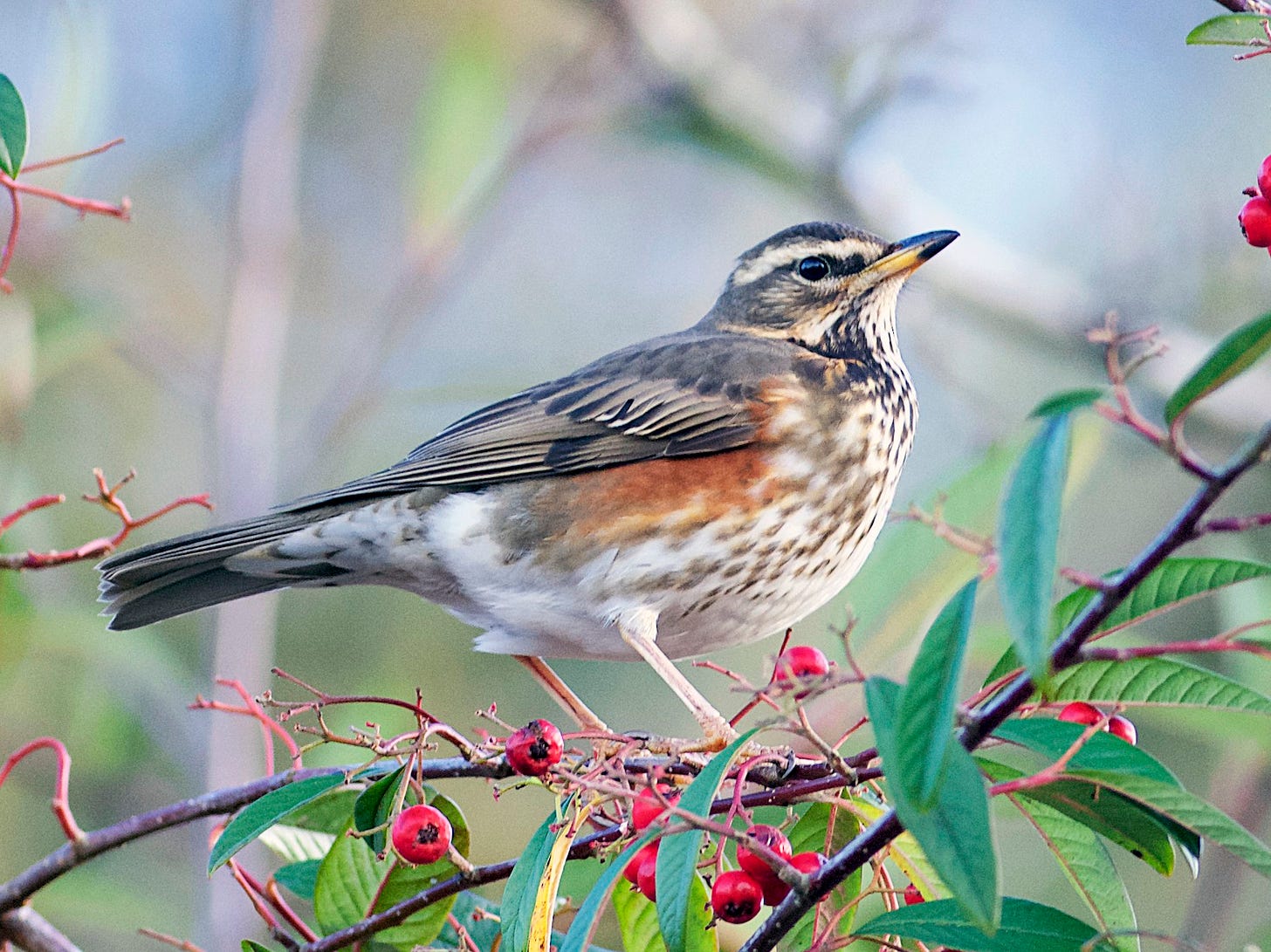 Redwing - eBird Redwing - eBird