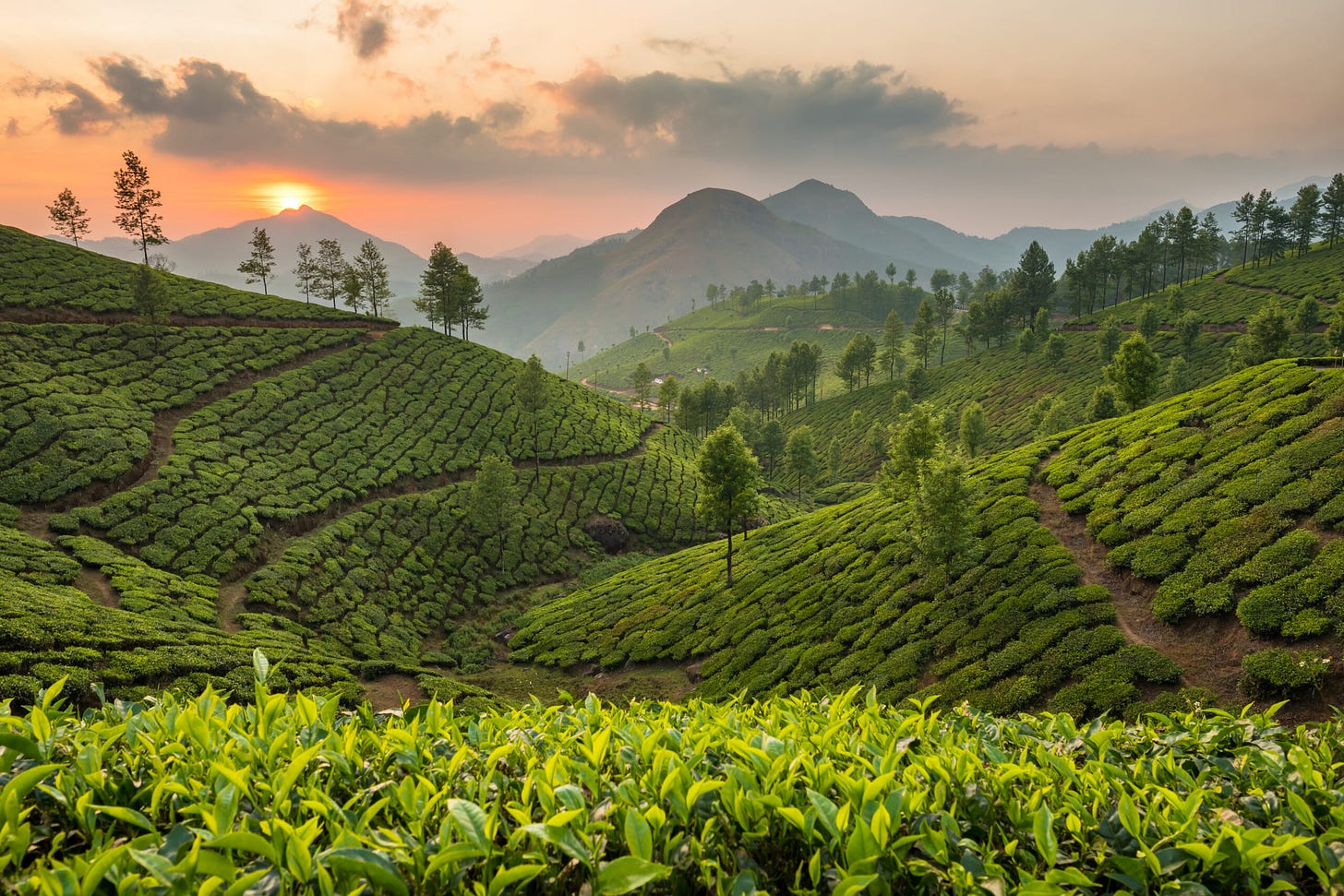 From farm to cup: must-visit tea plantations in Asia From farm to cup: must-visit tea plantations in Asia