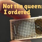 Splitting the Hive: From One Colony to Three
