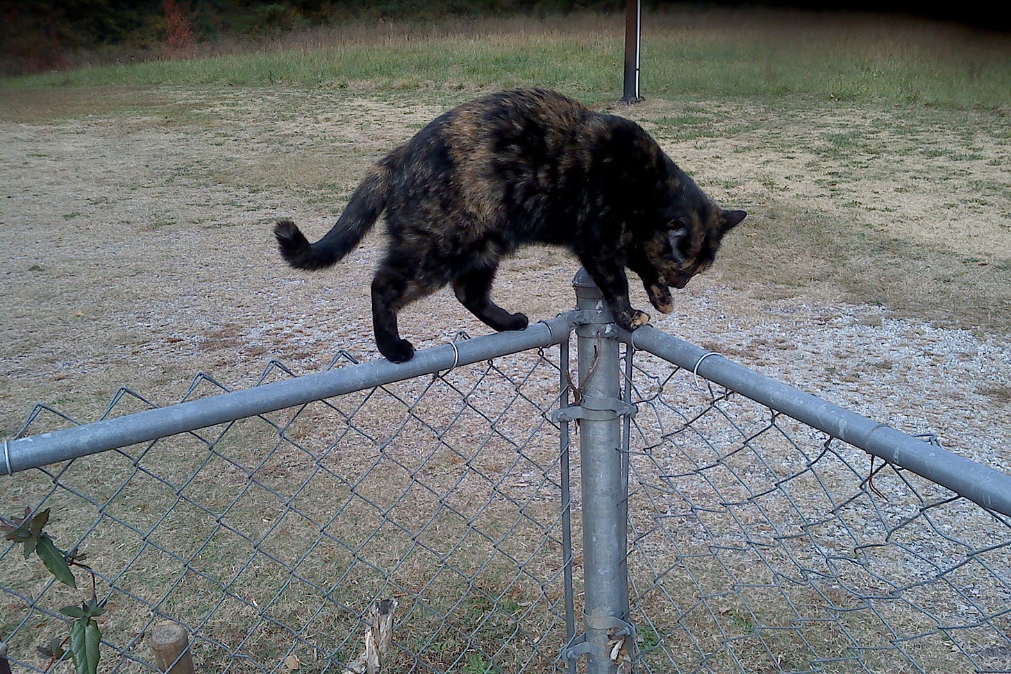 Cat turning a corner on the top bar of a chain link fence Cat turning a corner on the top bar of a chain link fence