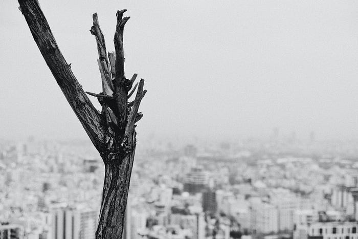 A dead tree with leafless branches overlooking a cityscape A dead tree with leafless branches overlooking a cityscape