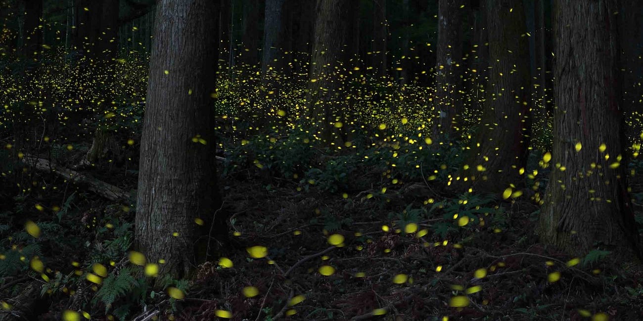 Can you let your light be seen?