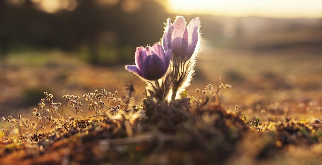 shallow focus photography of purple flowers shallow focus photography of purple flowers