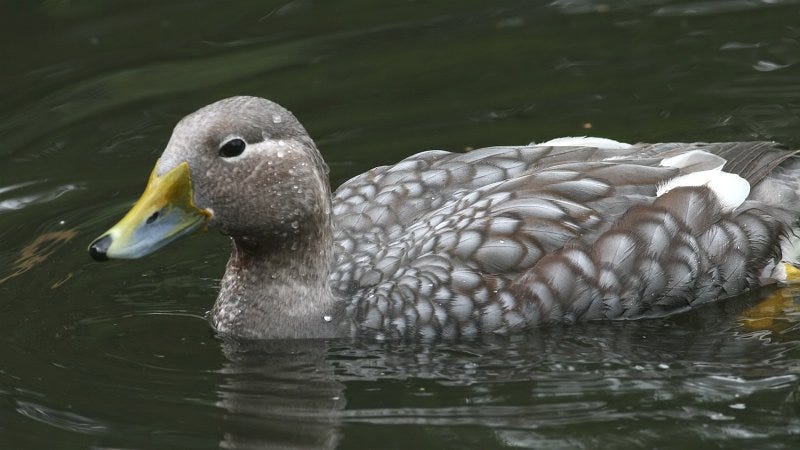 flying steamer duck