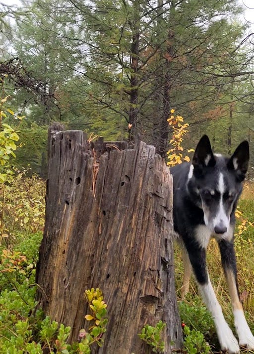 Dog running past stump