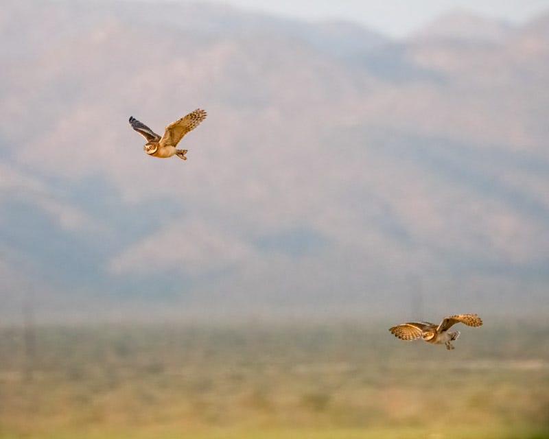 20250811-BurrowingOwl-56-Edit.jpg