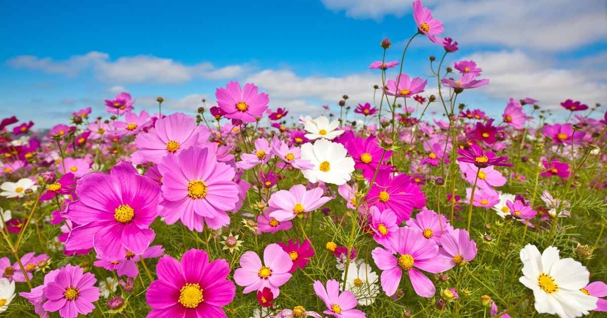 Cosmos