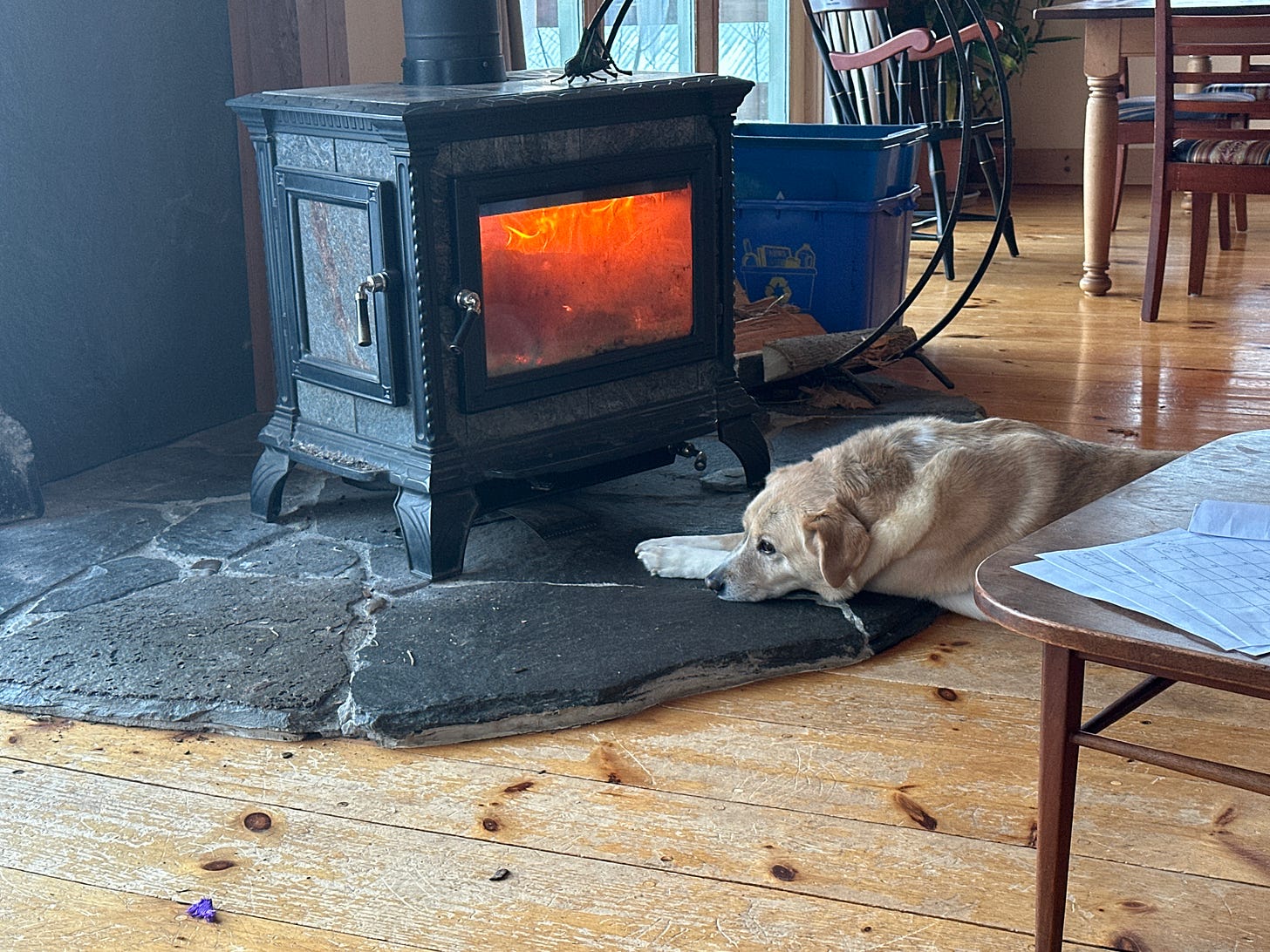 Jesse McEntee's dog warming itself in front of a woodstove.