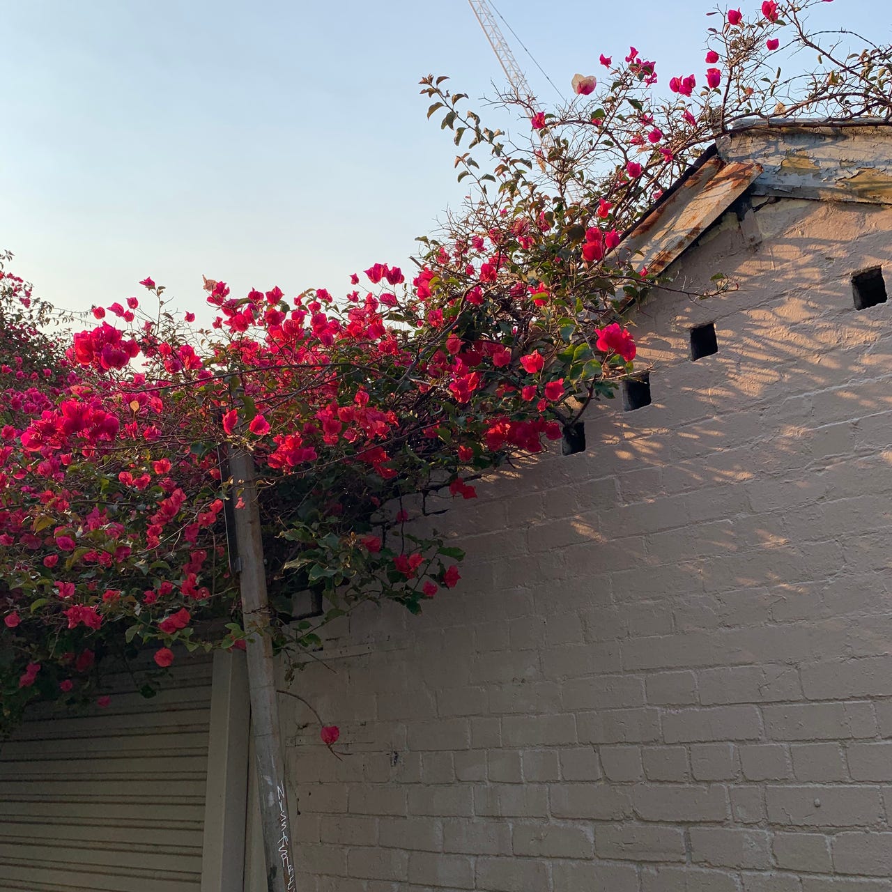 it’s about flowers