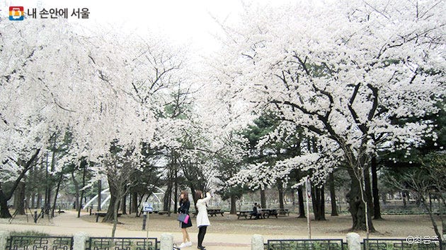 봄꽃 나들이 여긴 어때? 낙성대공원! | 서울시 - 내 손안에 서울 봄꽃 나들이 여긴 어때? 낙성대공원! | 서울시 - 내 손안에 서울