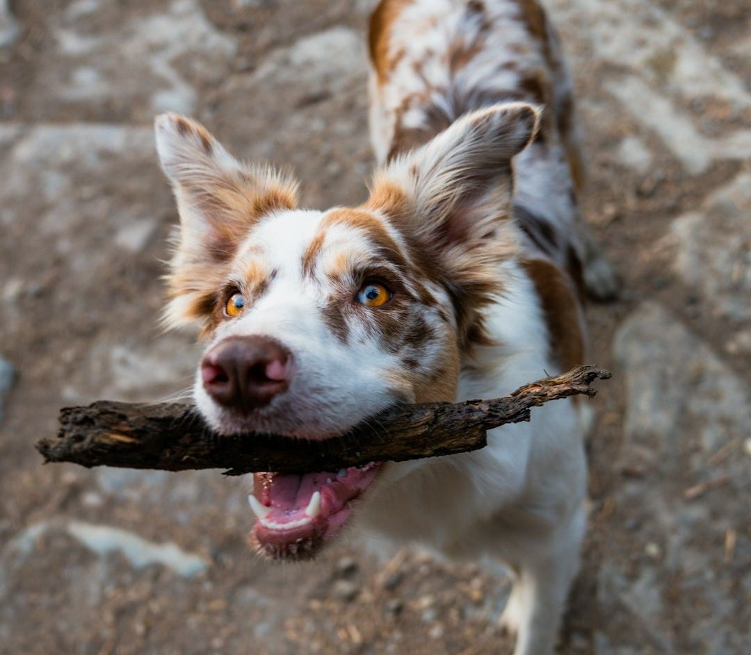 a dog holding a stick in its mouth