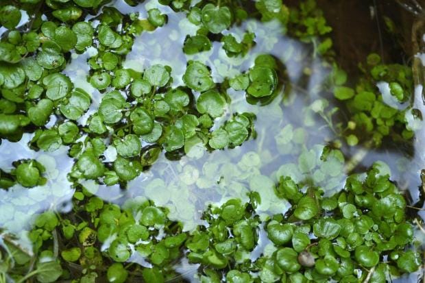 11 wild foods you can forage in Colorado while fulfilling your cottagecore  dreams this fall – The Denver Post