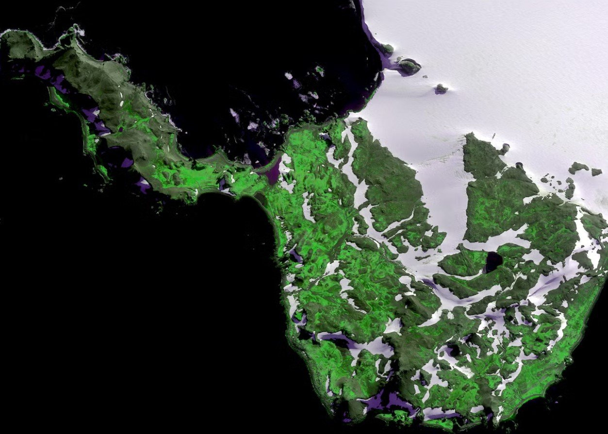 Uma imagem de satélite da Ilha Robert, na Península Antártica, mostrando áreas de terra vegetada em verde brilhante (WorldView-2/DigitalGlobe) Uma imagem de satélite da Ilha Robert, na Península Antártica, mostrando áreas de terra vegetada em verde brilhante (WorldView-2/DigitalGlobe)
