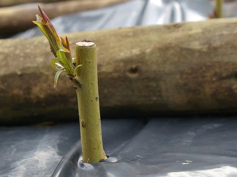 Six examples of young mediicnal trees planted with mulches