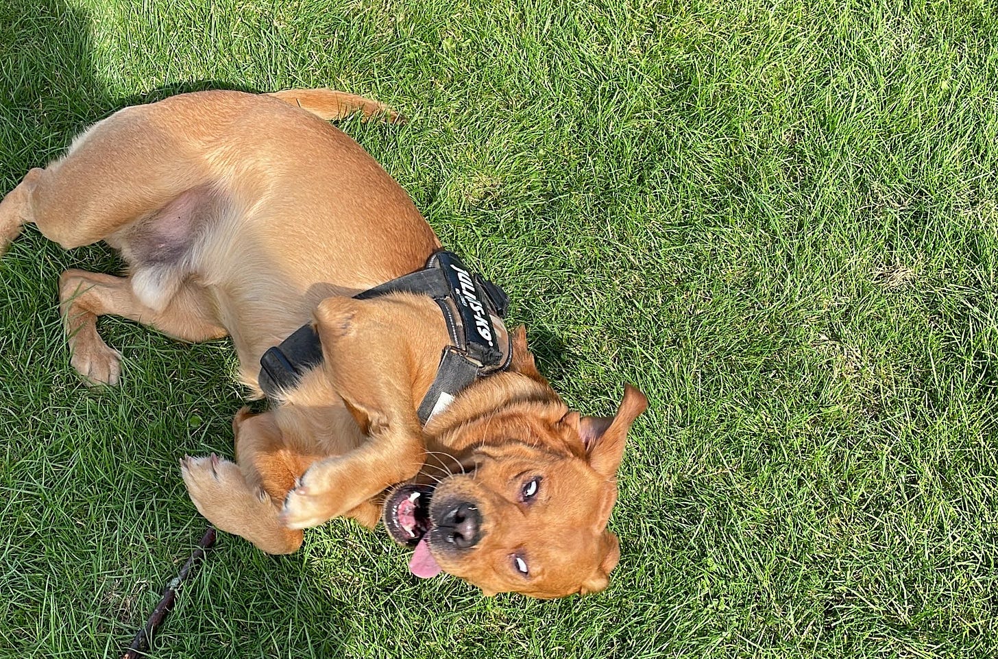 A crazy dog writhing on the grass