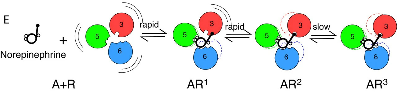 A more sophisticated receptor model with four states. On the left, noradrenaline is shown binding 'A+R' followed by forward/back arrows to AR1, AR2, and AR3. The first two transitions are labelled 'rapid', the final one 'slow'. The receptor is shown as a composite of 3 circles labelled 3,5 and 6, and respectively coloured red, green and blue. 