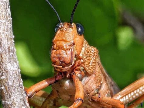 Hidden Beauty of the Locust | Focusing on Wildlife