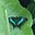Lily Fae's avatar