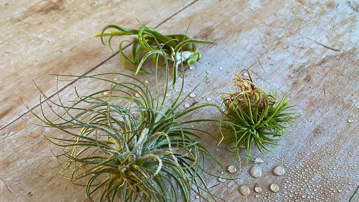 Air plants 101 - A Houseplant Journal