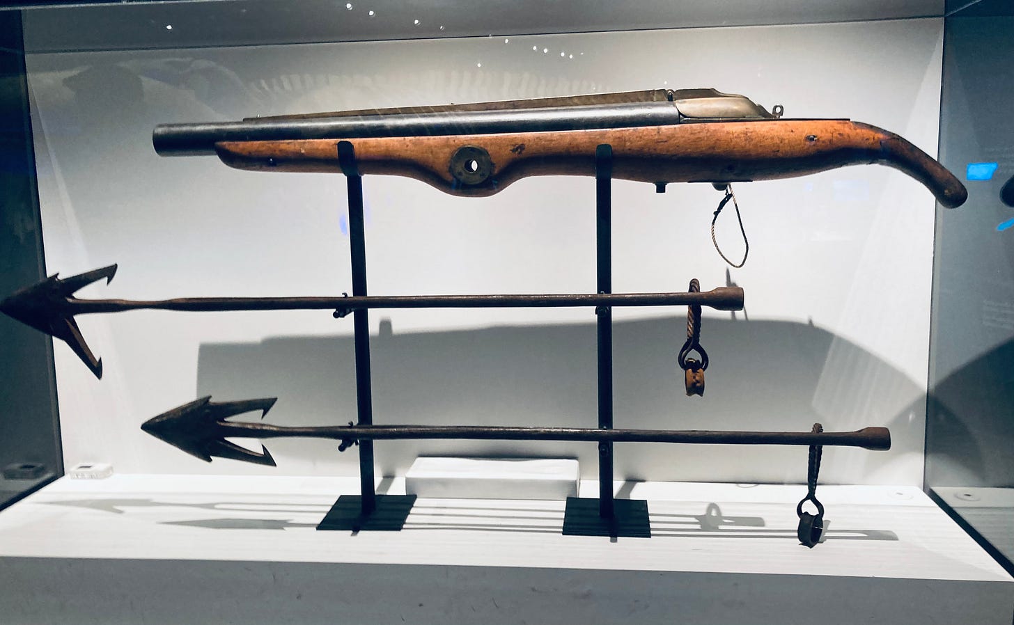 展示ショーケースの中の銛をうつ機器と、銛がふたつ。あごが二つある銛だが、あごの開き方が異なり、広く開いているものと狭いものがある。