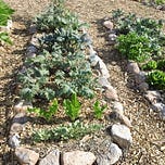 The Maritime Gardening Newsletter