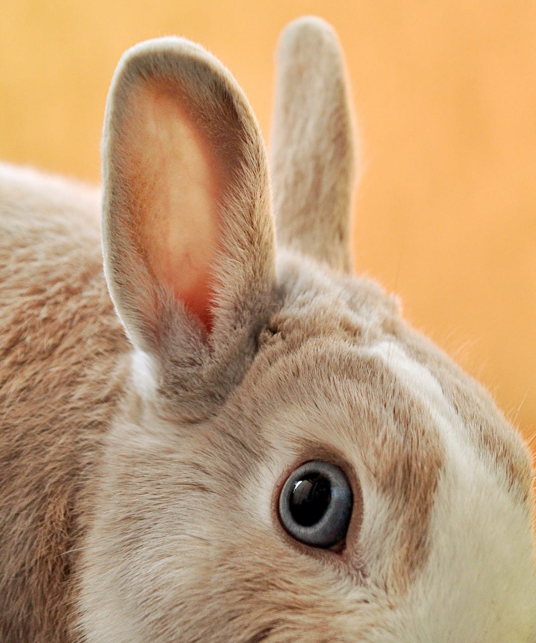 brown and white rabbit