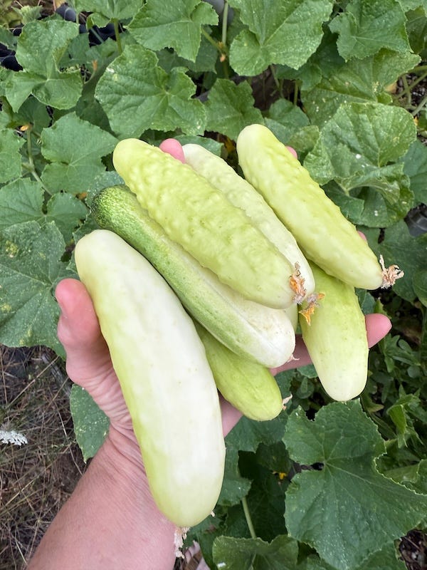 Hand holding 8 white pickling cucumbers over the plant