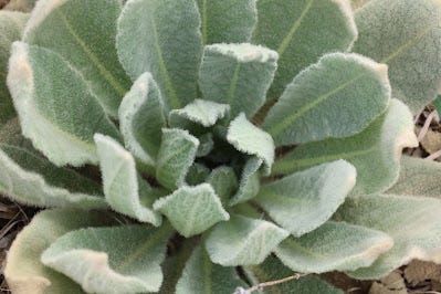 Common Mullein