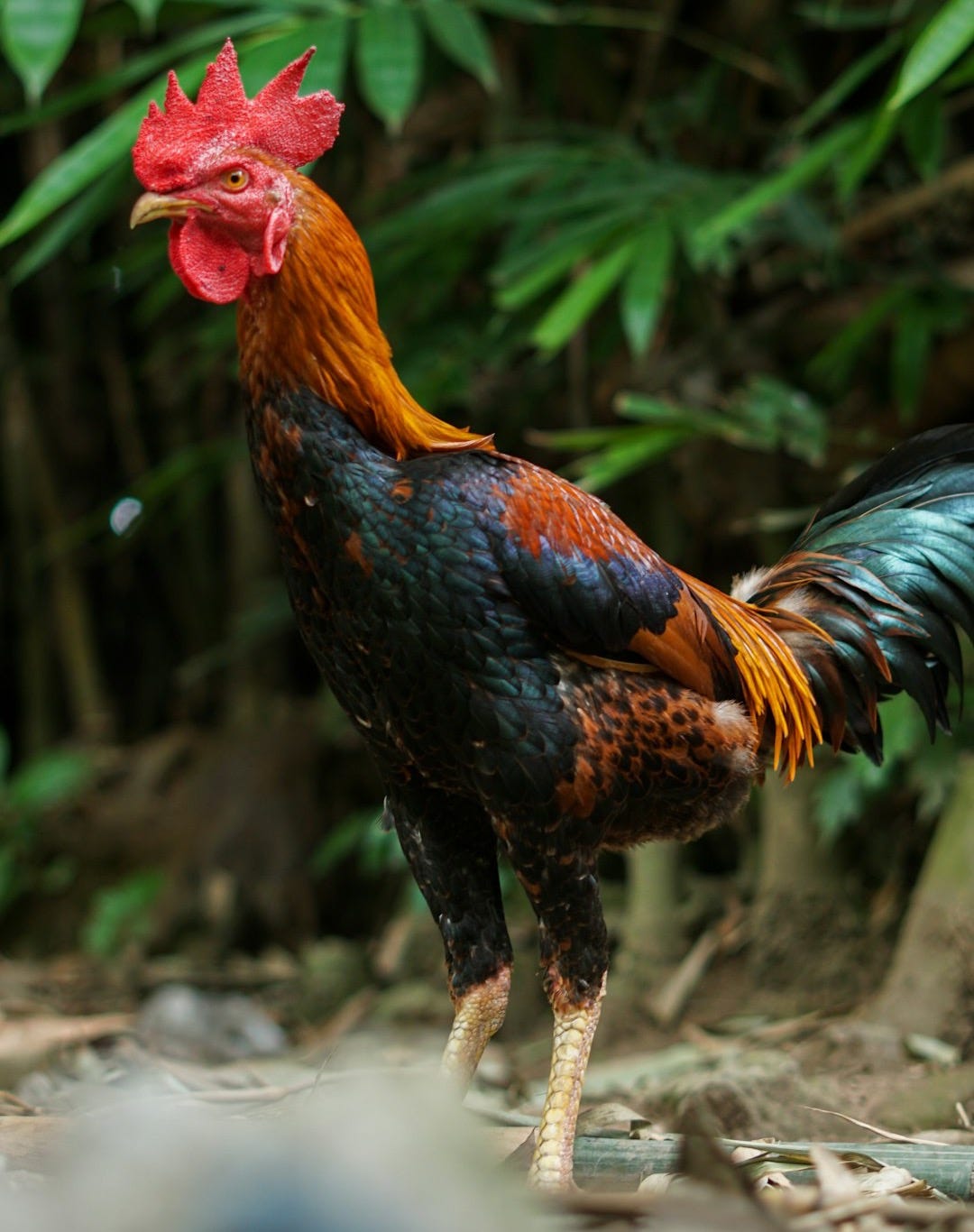 a rooster standing on the ground in a forest