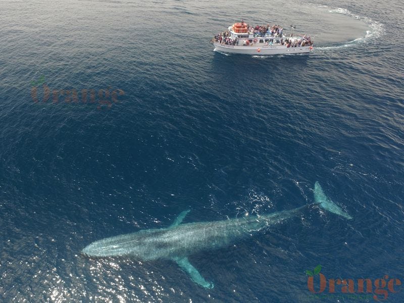 Blue Whales in Orange County - Orange County Outdoors Blue Whales in Orange County - Orange County Outdoors