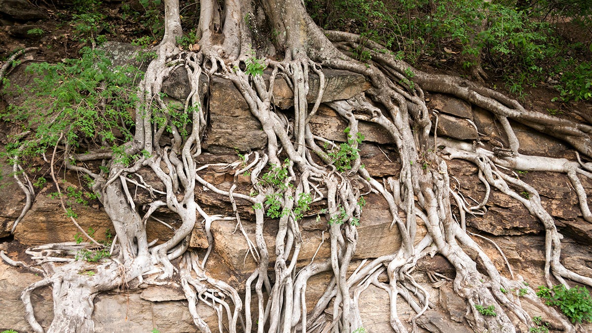 https://eos.org/wp-content/uploads/2021/10/trees-rocks.jpg