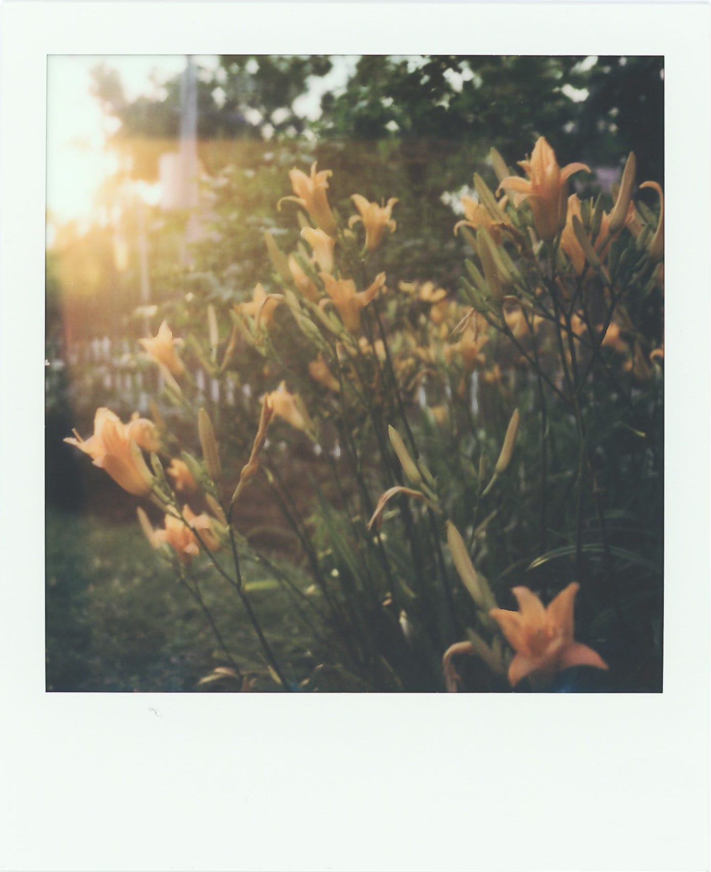 a polaroid photograph of orange dallies in bloom at sunset/golden hour