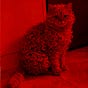 Mat the Horror Cat's avatar