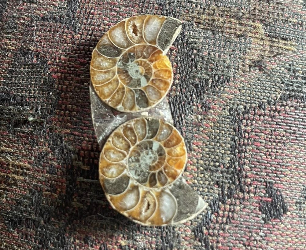 Spirals in Stone: Ammonites of Alaska’s Ancient Seas