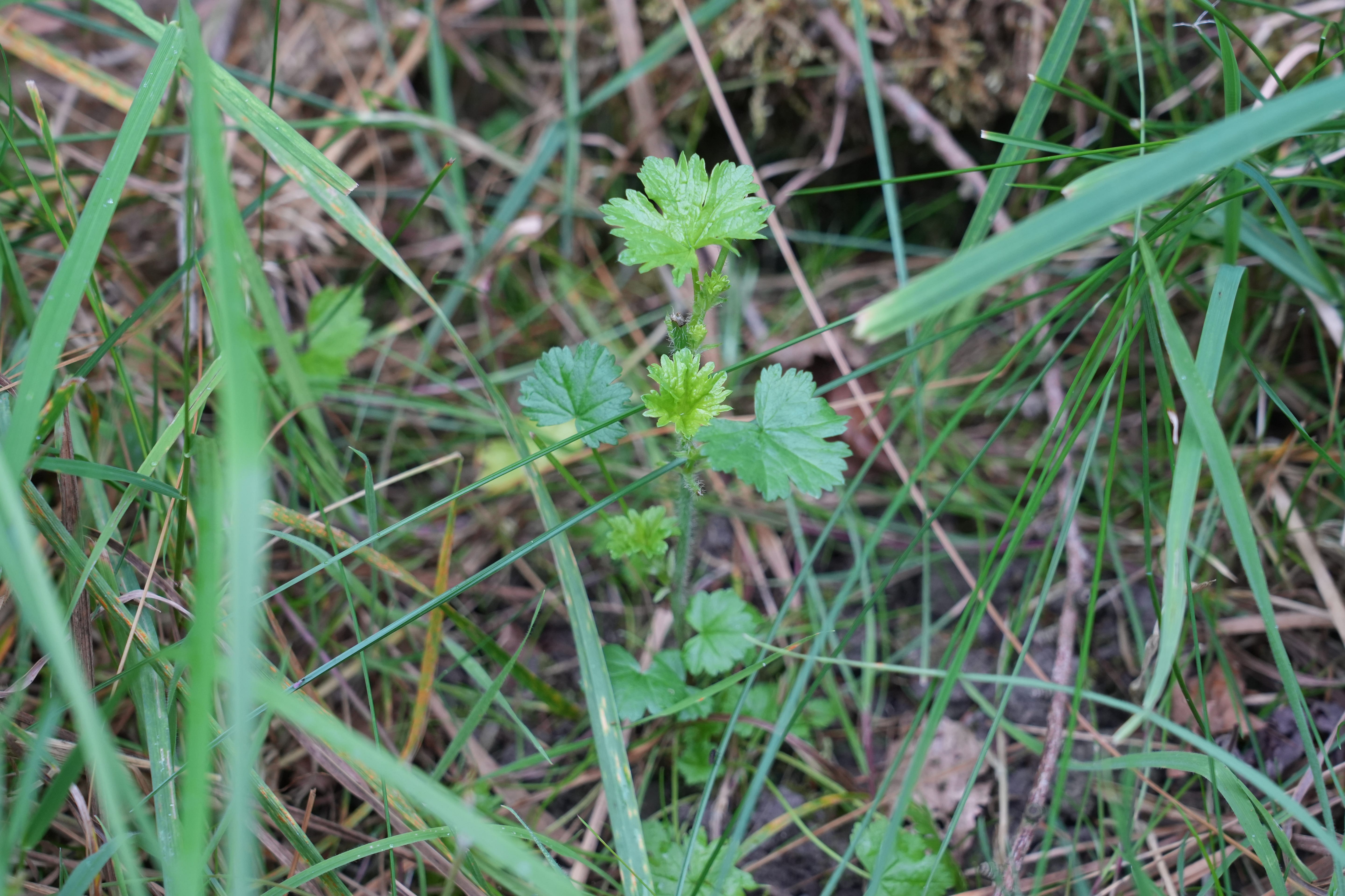 Leaves of Musk mallow, Malva moschata become more divided as the plant grows
