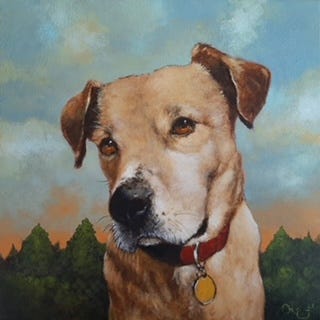 Hound in red collar Hound in red collar