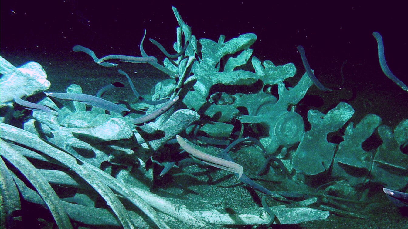 Explore the Deep-Sea Ecosystems of Whale Falls : Short Wave : NPR