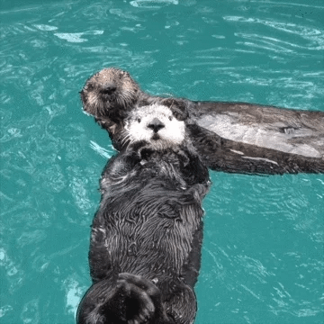 Chomping I Love You GIF by Oregon Zoo Chomping I Love You GIF by Oregon Zoo